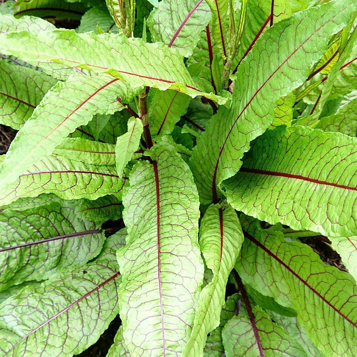 Sorrel- Red Veined